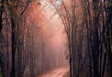 果缤纷官网入口,果缤纷零售价