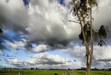 奇异果官方网站,94185454 奇异果